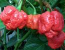 Paprika