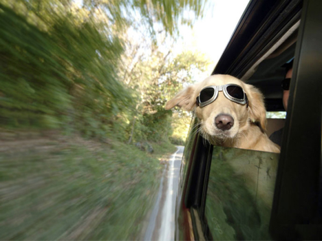 1239291270dog_468.jpg