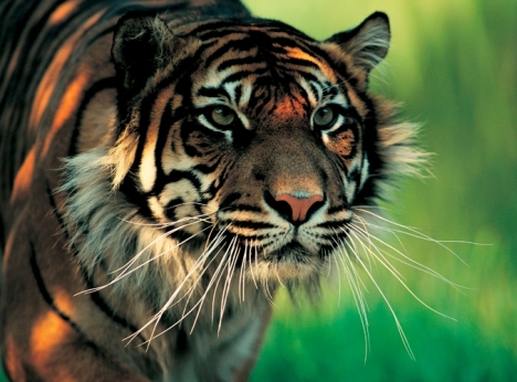 Szumátrai tigris3
